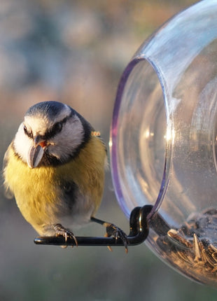 Birdseeder (voor het venster) - Cadeau’s & Lifestyle - Fun & gadgets - Design