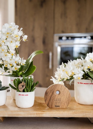 Boîte à sons de la nature | Darkwood