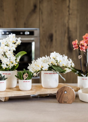 Boîte à sons de la nature | Darkwood