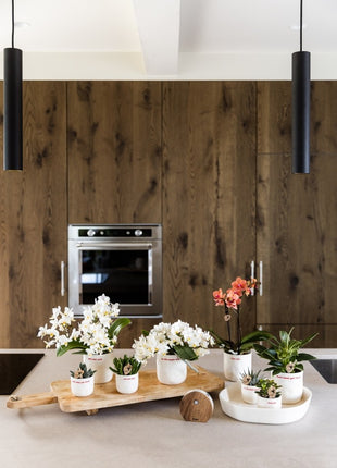 Boîte à sons de la nature | Darkwood